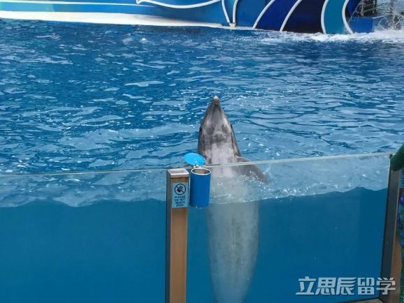 超级文书助力，用实力打造通往杜克之路