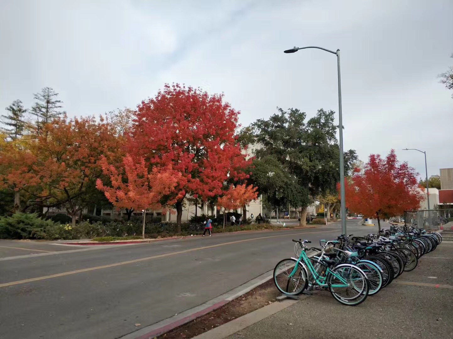 明尼苏达大学双城分校学费